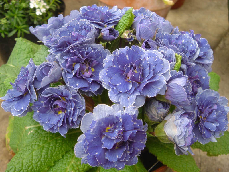 Primula 'Blue Sapphire' in bloom in a shaded garden with humus-rich soil